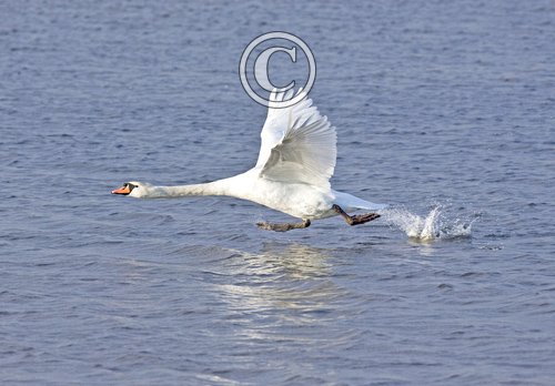 Mute Swan DM0974